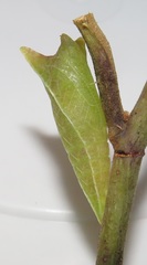 Graphium angolanus angolanus