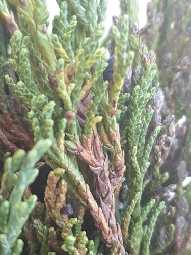 Turkestan juniper (Juniperus pseudosabina)