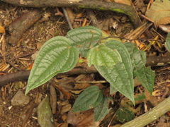 Smilax tomentosa