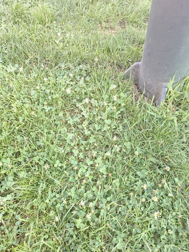 white clover