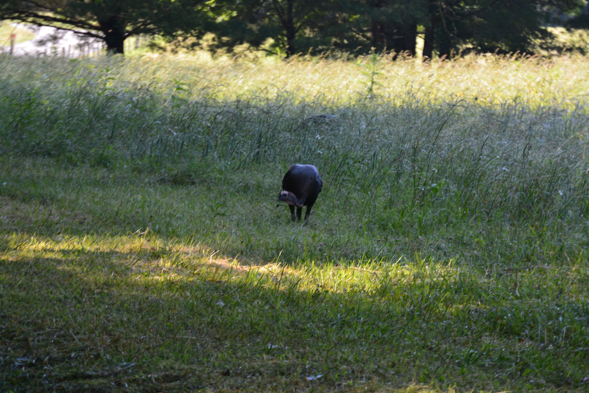 Wild Turkey
