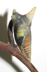Graphium angolanus angolanus