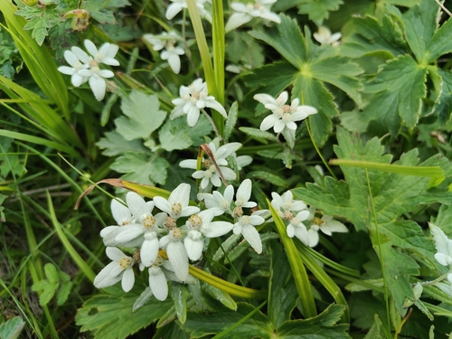 Leontopodium discolor (Leontopodium discolor)