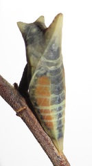 Graphium angolanus angolanus