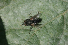 Voria ruralis