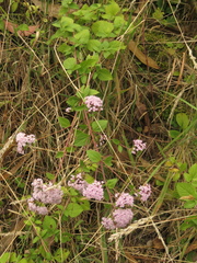Stevia ovata