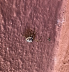 Steatoda nobilis