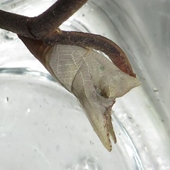 Graphium angolanus angolanus