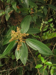 Miconia biappendiculata
