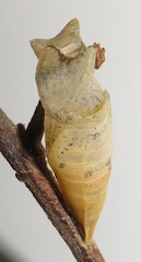 Graphium angolanus angolanus