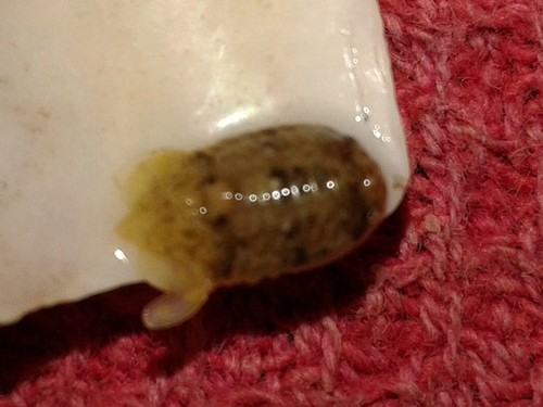 Exosphaeroma gigas