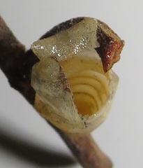 Graphium angolanus angolanus