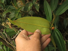 Miconia biappendiculata