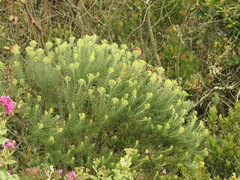 Linochilus rosmarinifolius