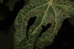 Aceria ficus