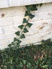 Hedera helix