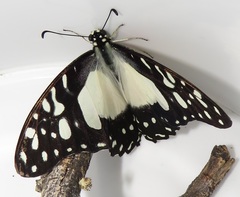 Graphium angolanus angolanus
