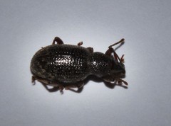 Otiorhynchus cribricollis
