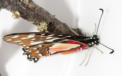 Graphium angolanus angolanus