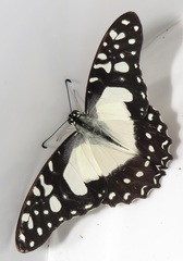 Graphium angolanus angolanus