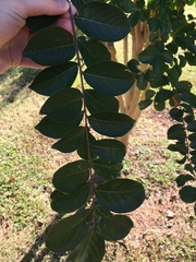 Lagerstroemia indica