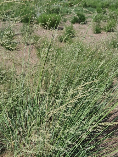 Neotrinia splendens, photograph 3