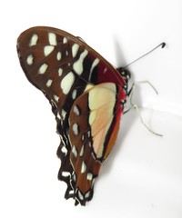 Graphium angolanus angolanus