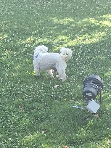 Domestic Dog