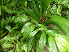 Lasianthus chlorocarpus