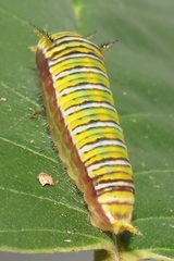 Graphium angolanus angolanus