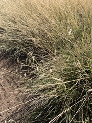 Bouteloua repens