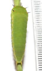 Graphium angolanus angolanus