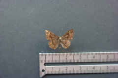 Calephelis argyrodines