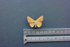 Calephelis argyrodines