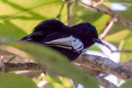 iNaturalist image