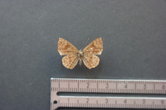 Calephelis argyrodines