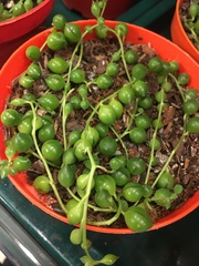 Curio rowleyanus