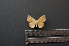 Calephelis argyrodines