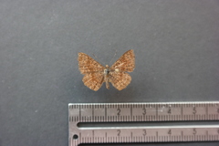 Calephelis argyrodines