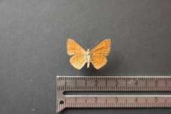 Calephelis argyrodines