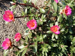 Portulaca amilis