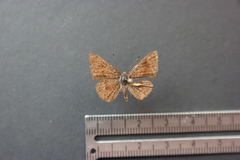 Calephelis argyrodines