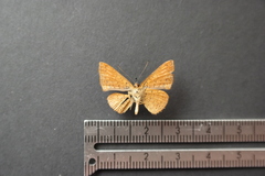 Calephelis argyrodines