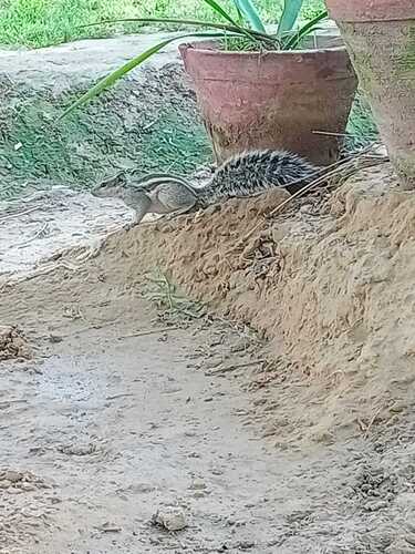 Five-striped Palm Squirrel, Bahawalpur, Pakistan, photo 9 of 10