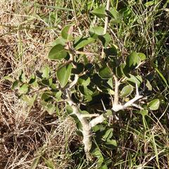 Scolopia zeyheri, photograph (c) Henry de Lange, some rights reserved (CC BY)
