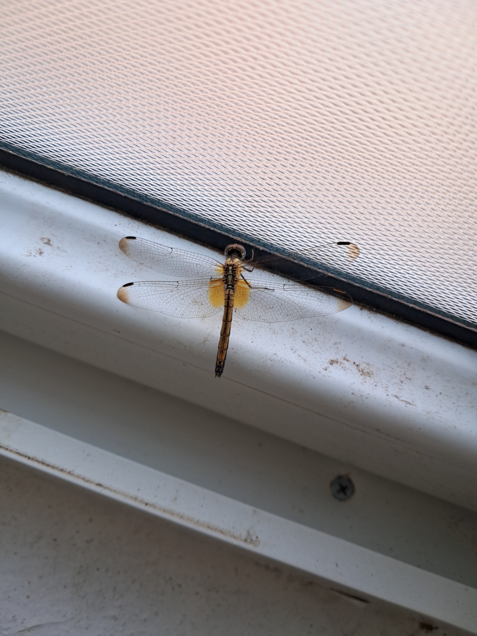 Crimson Marsh Glider