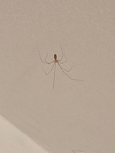 Long-bodied Cellar Spider