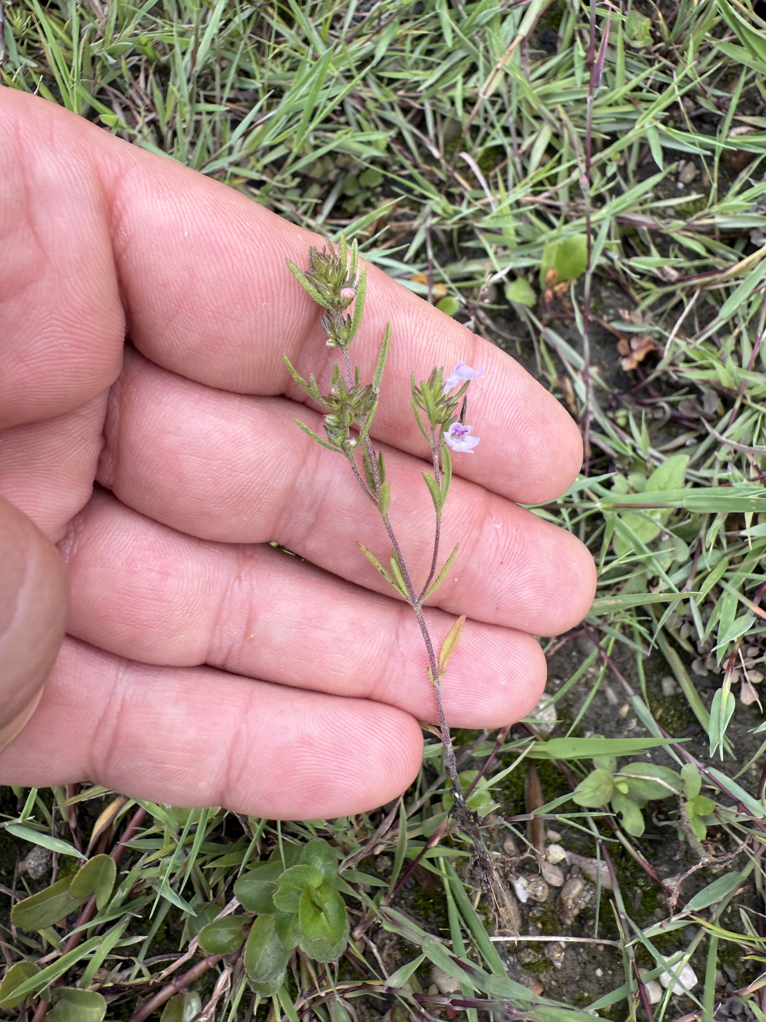 Summer Savory (Satureja hortensis)