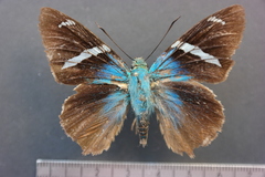 Telegonus azul