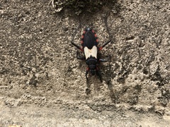 Microtomus cinctipes